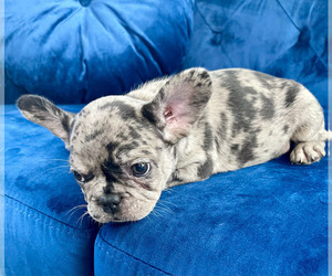 French Bulldog Puppy for sale in PORTOLA VALLEY, CA, USA