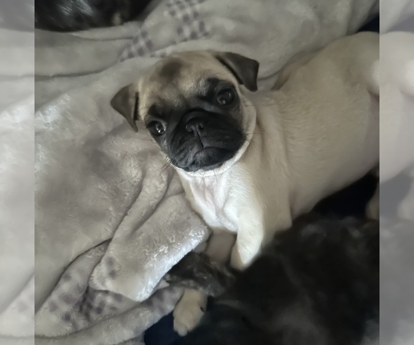 Medium Photo #10 Pug Puppy For Sale in TROY, MO, USA