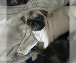 Small #9 Pug