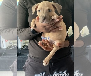 American Bully Puppy for Sale in YONKERS, New York USA