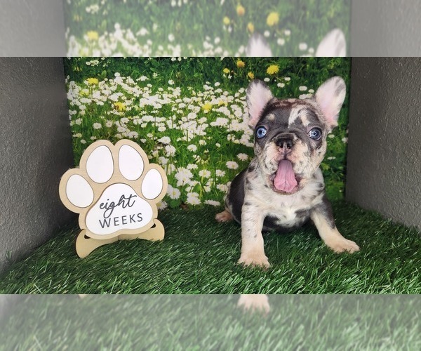 Medium Photo #2 French Bulldog Puppy For Sale in MARYVILLE, TN, USA