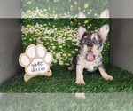 Small #1 French Bulldog