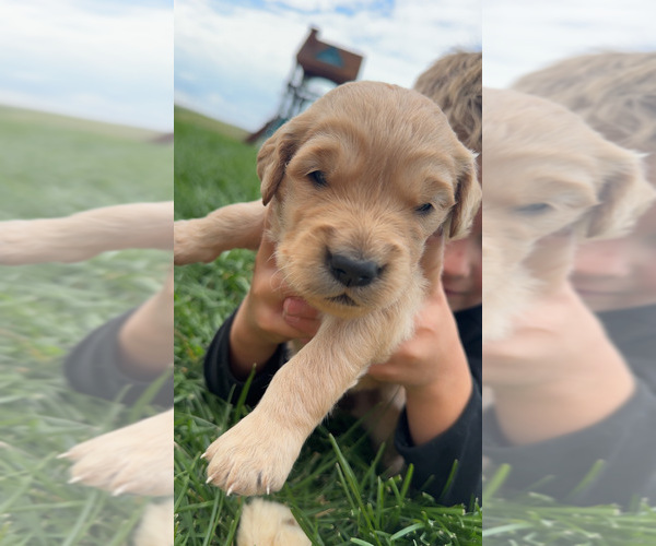 Medium Photo #3 Golden Retriever Puppy For Sale in WILLISTON, ND, USA