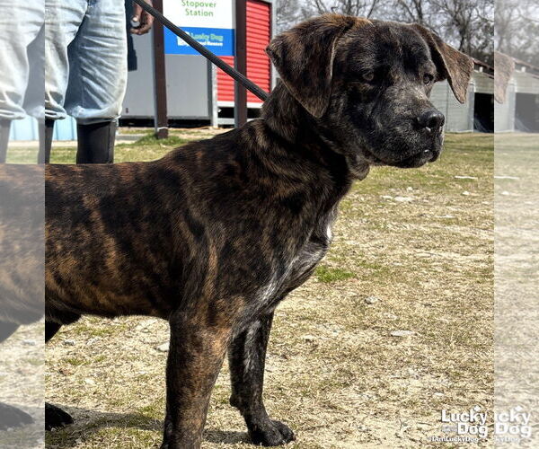 Medium Photo #3 Basset Hound-Unknown Mix Puppy For Sale in Washington, DC, USA