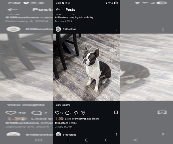 Medium Photo #1 Boston Terrier Puppy For Sale in SAN FERNANDO, CA, USA