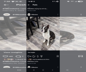 Father of the Boston Terrier puppies born on 01/10/2026