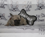 Small Photo #88 French Bulldog Puppy For Sale in TACOMA, WA, USA
