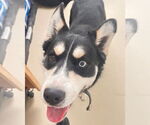 Small #2 Siberian Husky Mix
