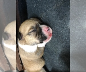 Pembroke Welsh Corgi Puppy for sale in ARTHUR, IL, USA