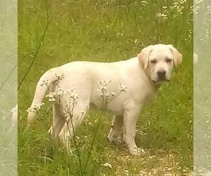 Labrador Retriever Puppy for sale in LINDEN, TN, USA