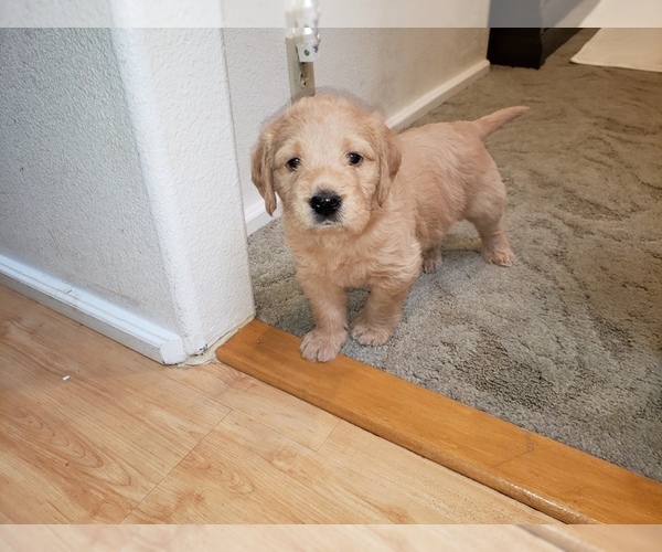 Medium Photo #57 Labradoodle Puppy For Sale in WASHOUGAL, WA, USA