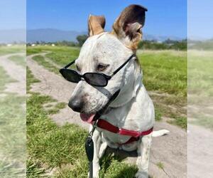 Mutt Dogs for adoption in Santa Maria, CA, USA