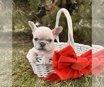 Small #4 French Bulldog