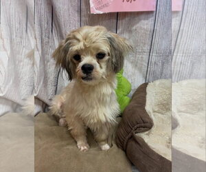 Shih Tzu-Unknown Mix Dogs for adoption in Raleigh, NC, USA