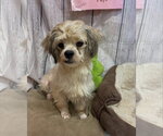 Small Shih Tzu Mix