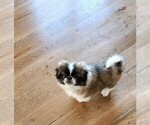 Small Photo #1 Pekingese Puppy For Sale in SHELTON, CT, USA