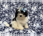 Small #6 Shih-Poo