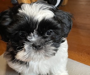 Japanese Chin Puppy for sale in FRANKLIN, NC, USA