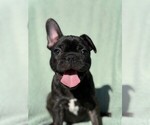 Small Photo #2 Faux Frenchbo Bulldog-French Bulldog Mix Puppy For Sale in MOUNDRIDGE, KS, USA