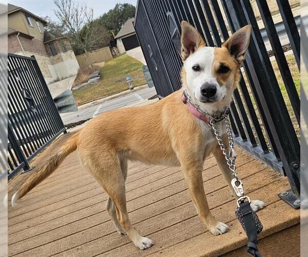 Medium Photo #2 Mutt Puppy For Sale in San Antonio, TX, USA