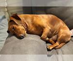 Small #3 Dachshund