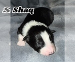 Puppy Shaqolicious Australian Shepherd