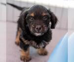 Small #9 Chihuahua-Colonial Cocker Spaniel Mix
