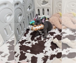 French Bulldog Puppy for sale in NORTH PORT, FL, USA