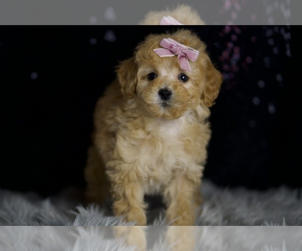 Medium Photo #4 Poodle (Miniature) Puppy For Sale in WARSAW, IN, USA