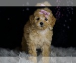 Small #3 Poodle (Miniature)