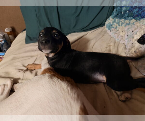 Medium Photo #1 German Shorthaired Pointer Puppy For Sale in The Woodlands, TX, USA