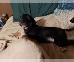 German Shorthaired Pointer Dogs for adoption in The Woodlands, TX, USA