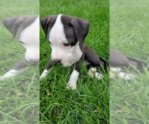 American Pit Bull Terrier Puppy for sale in GR, MI, USA