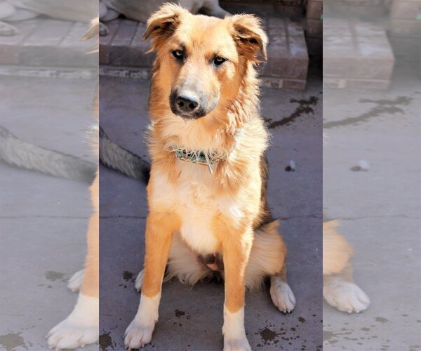 Medium Photo #5 Siberian Husky-Unknown Mix Puppy For Sale in Cedar Crest, NM, USA