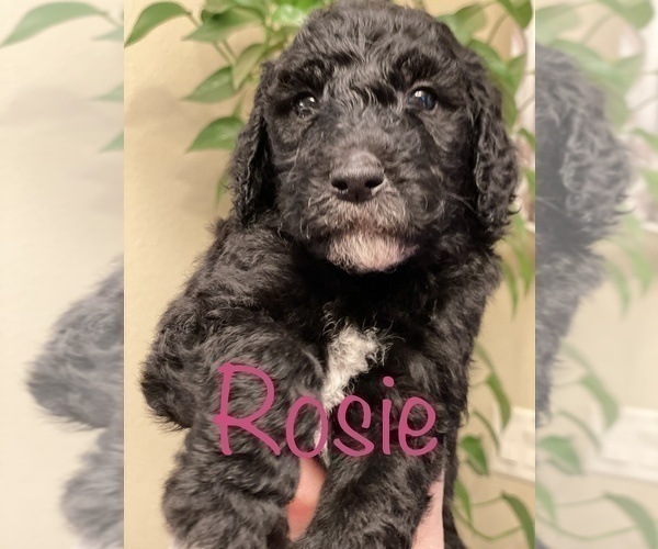 Medium Photo #24 Goldendoodle-Poodle (Standard) Mix Puppy For Sale in GRESHAM, OR, USA