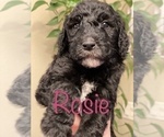 Small Photo #24 Goldendoodle-Poodle (Standard) Mix Puppy For Sale in GRESHAM, OR, USA