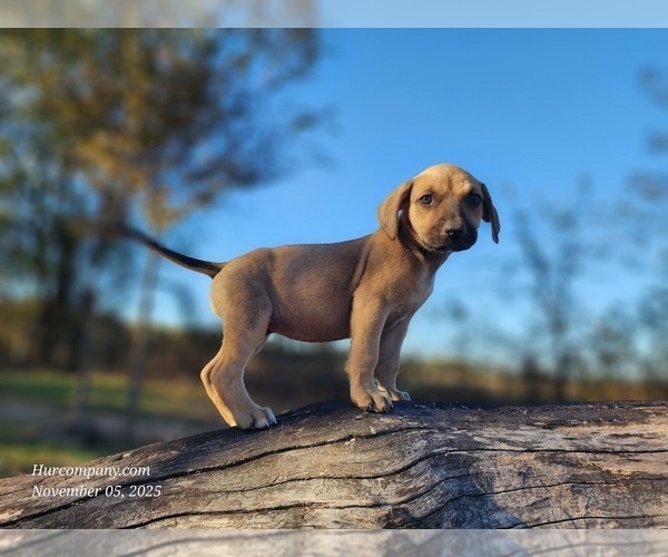 Medium Photo #4 Catahoula Leopard Dog Puppy For Sale in CUMBY, TX, USA