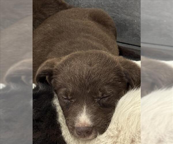Medium Photo #1 Border Collie-Unknown Mix Puppy For Sale in Conroe, TX, USA
