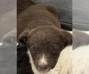 Border Collie-Unknown Mix Dogs for adoption in Conroe, TX, USA