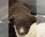 Small Border Collie Mix