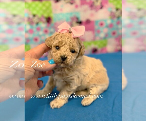 Medium Photo #1 Maltipoo (Miniature) Puppy For Sale in WINNSBORO, LA, USA