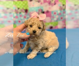 Medium Maltipoo (Miniature)