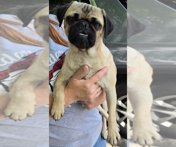 Medium Photo #4 Pug Puppy For Sale in San Antonio, TX, USA