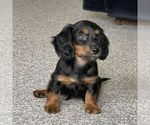 Image preview for Ad Listing. Nickname: Cocoa