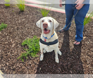 Labrador Retriever Dogs for adoption in Clovis, CA, USA