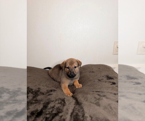 Medium Photo #1 German Shepherd Dog Puppy For Sale in Minneapolis, MN, USA