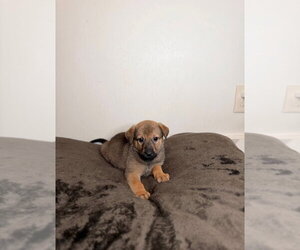 German Shepherd Dog Dogs for adoption in Minneapolis, MN, USA