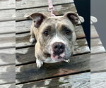 Small Bulldog Mix