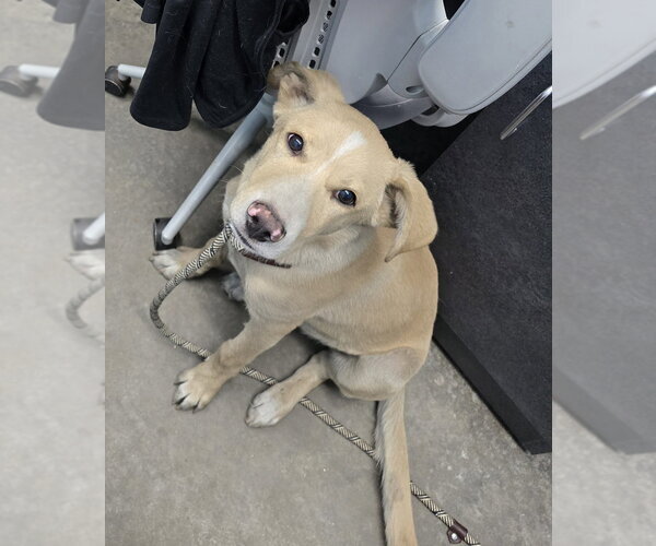 Medium Photo #2 Labrador Retriever Puppy For Sale in Evansville, IN, USA