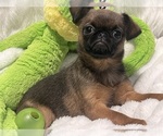 Puppy Mugsy Brussels Griffon